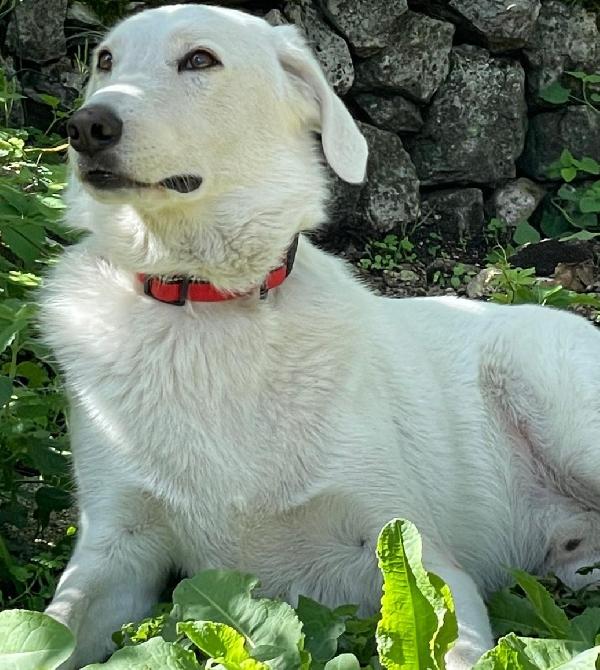 Mi Adotti? Sono Il Dolce Cesare